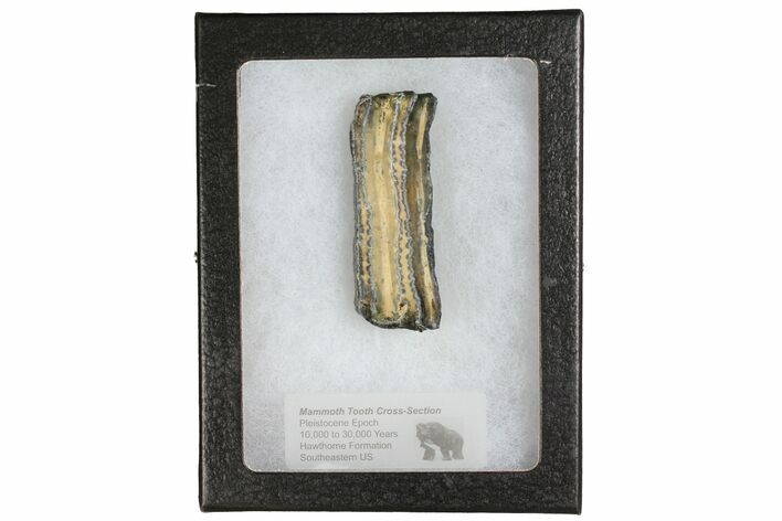 Mammoth Molar Slice With Case - South Carolina #144262